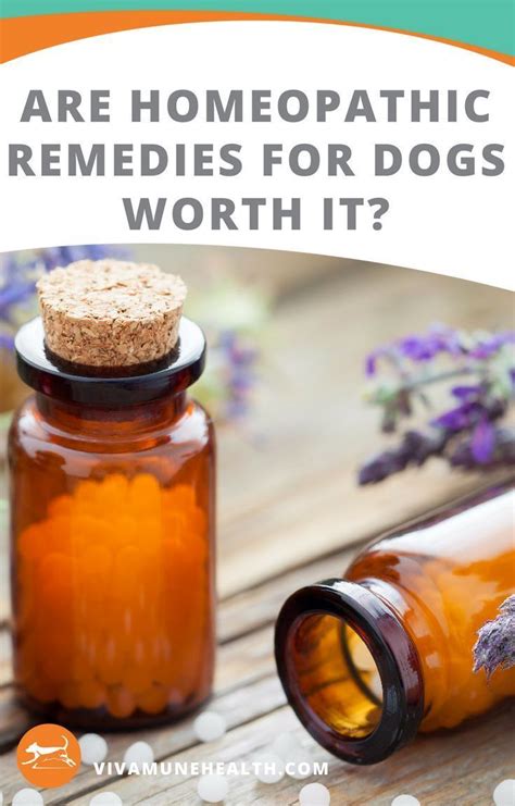 Are Homeopathic Remedies For Dogs Worth It? - Vivamune Health | Dog health tips, Homeopathic ...