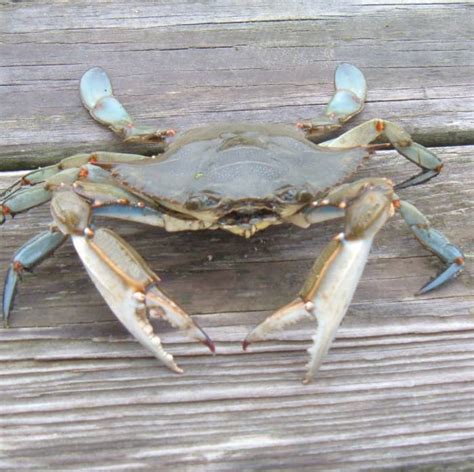 How to Catch Blue Crabs - SkyAboveUs