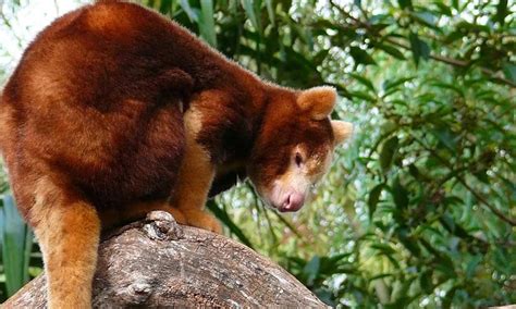 Tree Kangaroo | Kangaroos | WWF