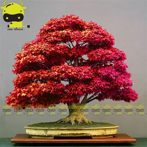 Aliexpress.com : Buy Red Japanese Ghost Maple Tree Bonsai Seeds, 10 ...