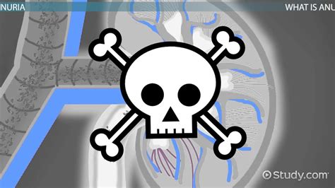 Anuria: Definition, Causes, Symptoms & Treatment - Lesson | Study.com