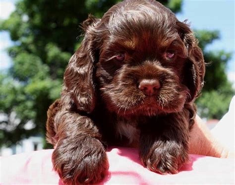 Chocolate cocker spaniel puppy. Absolutey beautiful! | Girls best ...