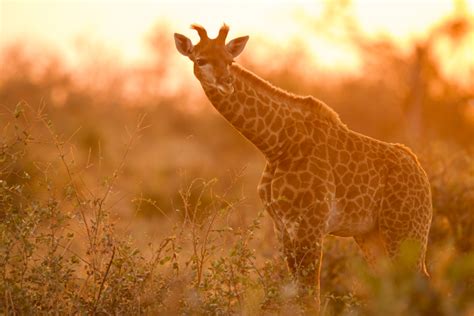 IMG-246422-South-African-Giraffe-South-Africa-Sebastian-Kennerknecht ...