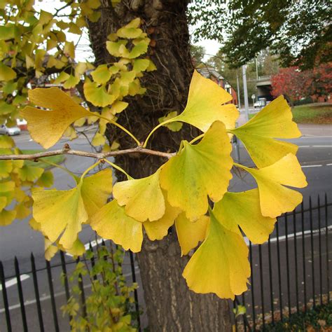 Ginkgo biloba in Roath Park Pleasure Garden