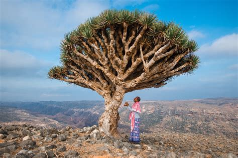 A Photographer’s Journey to the Tree of Life - WSJ