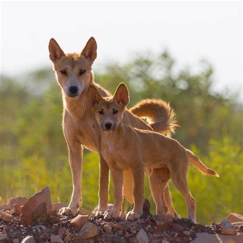 Dingo mum and pup | Australian animals, Dingo, Puppies