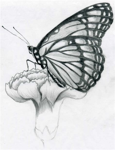 Butterfly Pencil Drawings You Can Practice