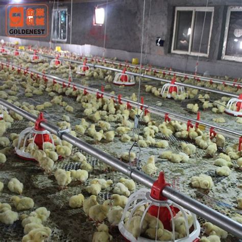 China Chicken Farm Poultry Equipment For Sale Manufacturers and Suppliers - Factory Wholesale ...