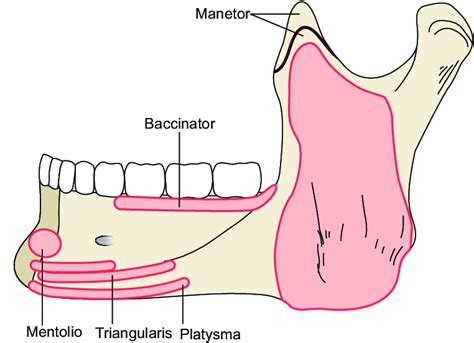 The Mandible Structure Attachments Fractures TeachMeAnatomy, 56% OFF