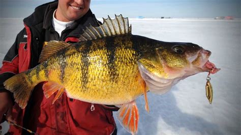 Perch Fishing Masters: Tips And Tricks | AnglingBuzz