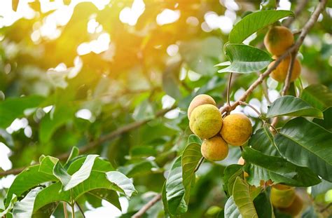 Santol fruit on summer in Thailand , ripe santol on the santol tree tropical fruit 8726422 Stock ...