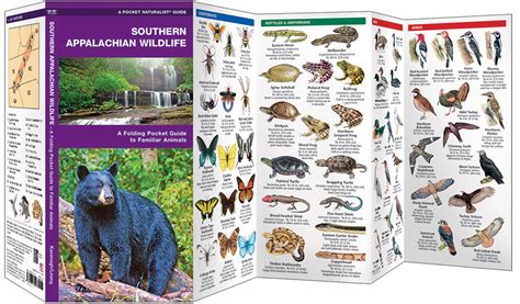 Southern Appalachian Wildlife (Pocket Naturalist® Guide)