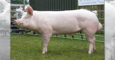 Pig Breeds – R Amazing