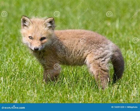 American Baby Red Fox stock photo. Image of stilt, brachyurus - 16591320