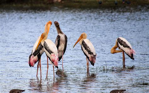 Kumana National Park, the Birders' Paradise - Travel Destination Sri Lanka