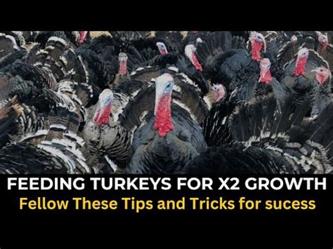 Turkey Farming: Feeding Your Turkeys Right|Nutrition Tips for Farm Success - YouTube