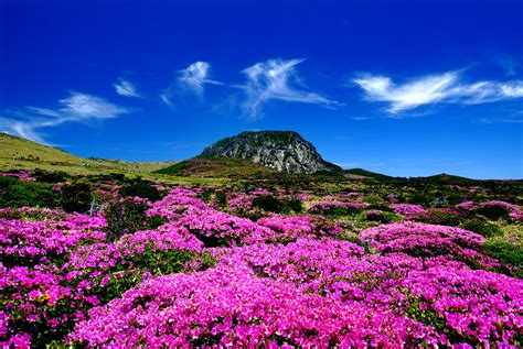 Jeju Island | Jeju-do, a Special Self-Governing Province is … | Flickr
