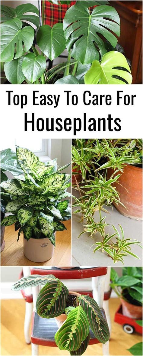 9 Easy To Care For Houseplants - Modern Design | House plant care ...