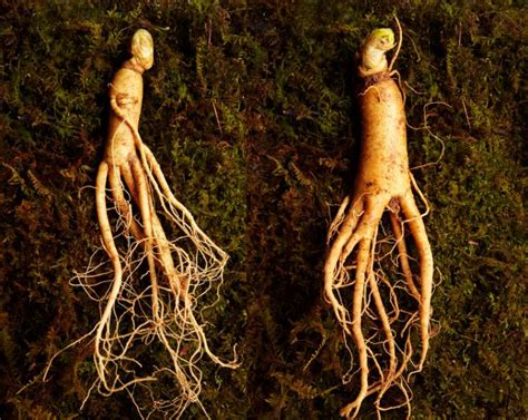 (Guide) How to Identify Ginseng - What Does Ginseng Look Like?