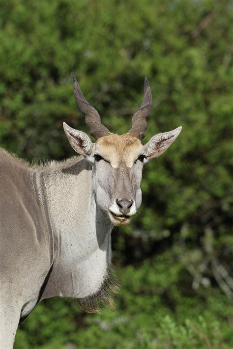 African Eland 06 Photograph by Bob Langrish | Fine Art America