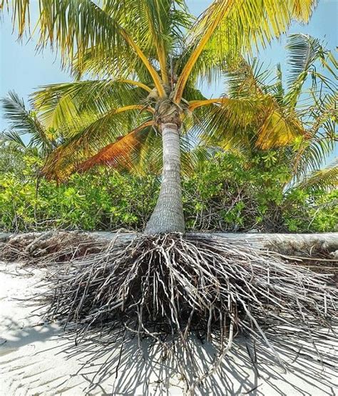 How Deep are Palm Tree Roots? Palm Tree Root System Diagram and Inform