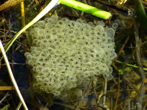 Metamorfosis Katak Sempurna Proses fase telur, Kecebong, Dewasa