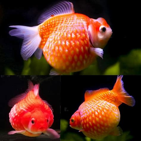 Aquarium Central -Goldfish - PingPong Pearlscale Goldfish (Carassius auratus) Medium 7cm ...