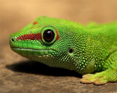 Lizards wallpaper | 1280x1024 | #58737