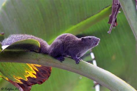 Birds and Nature Photography @ Raub: Tupai Horse-tailed Squirrel