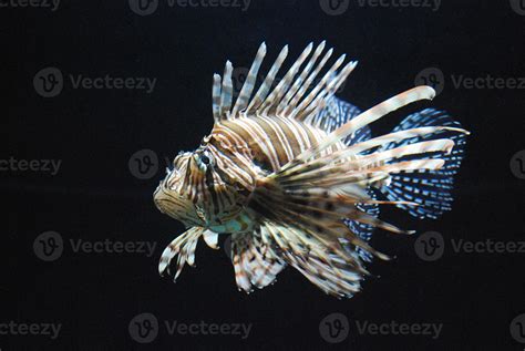 Really Beautiful Lionfish Swimming In an Aquarium 11835937 Stock Photo at Vecteezy