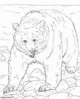 Realistic Brown Bear coloring Page sketch template