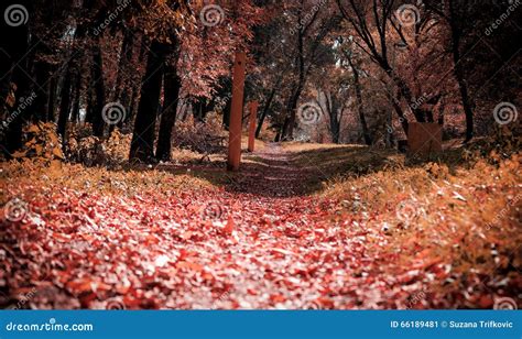 Autumn colors stock image. Image of path, nature, woods - 66189481