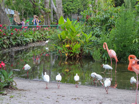 10 Best Spots In Florida To See Flamingos