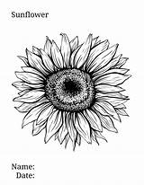 Printable Sunflower Coloring Page Large sketch template