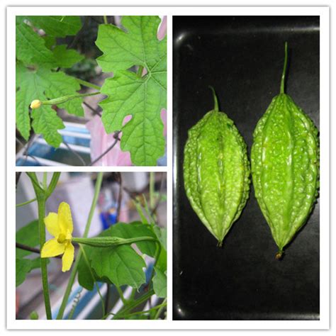 Olive in the house: Home-Grown Peria Katak Seeds For Sale