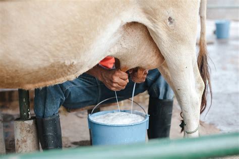 "Farmer's Hands Milking Dairy Cows" by Stocksy Contributor "Rob And Julia Campbell" - Stocksy