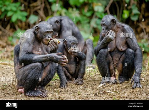 Bonobos .The Bonobo ( Pan paniscus), called the pygmy chimpanzee ...