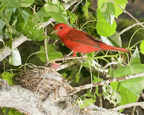 Summer Tanager at nest Photograph by Damon Calderwood - Pixels