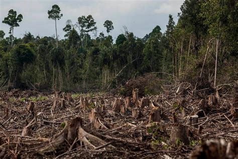 Rainforest Destruction Went Up 12 Percent From 2019 to 2020