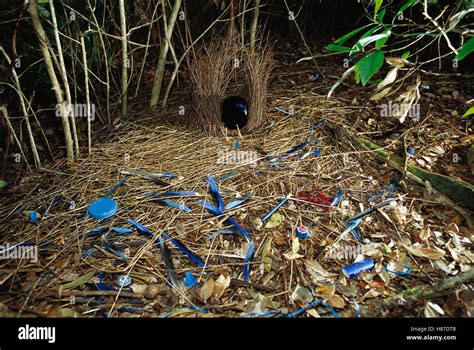 Satin Bowerbird (Ptilonorhynchus violaceus) male displaying blue objects near the bower to ...