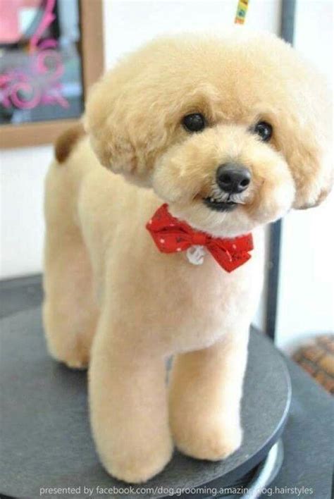 Poodle with a Teddybear cut - The Well Groomed Pet