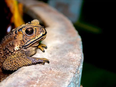 4 species of poisonous toads