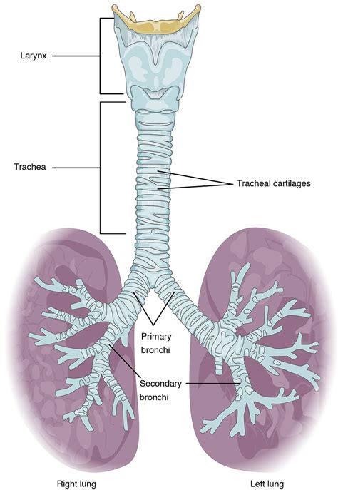 Chapter 5: RESPIRATORY SYSTEM – Human Anatomy (MASTER)