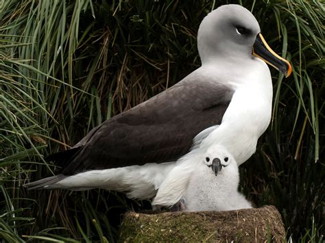 Grey-headed Albatross Juvenile Tracking - British Antarctic Survey