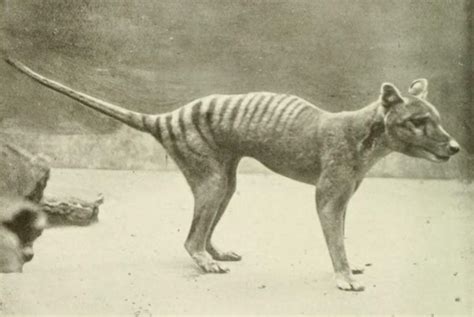 Last Known Footage of Extinct Thylacine Discovered (Video) in 2020 | Thylacine, Extinction ...