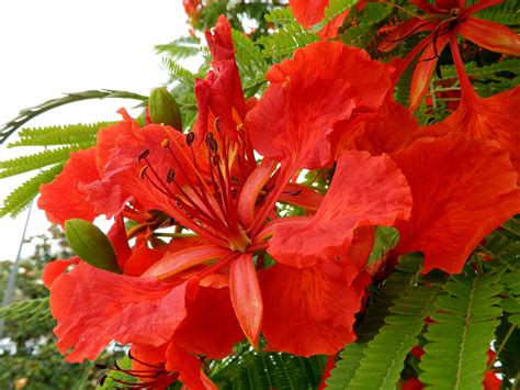 Royal Poinciana - Hoot Acre Farm