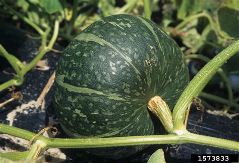 winter squash (Cucurbita maxima)