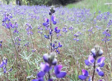 Lupinus bicolor-Bicolored lupine - Klamath Siskiyou Native Seeds