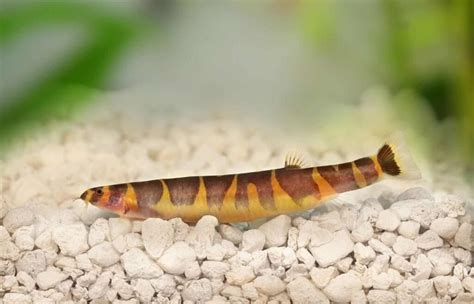 [Complete Guide] Kuhli Loach Care: Habitat, Size, Tank Mates, Lifespan ...