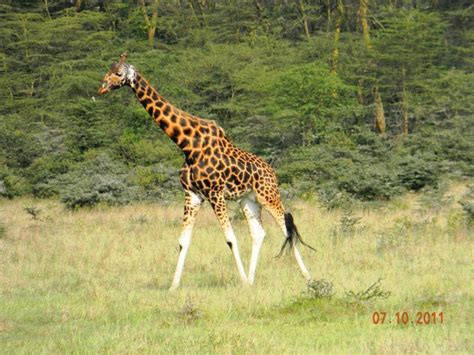 Melanistic Giraffe